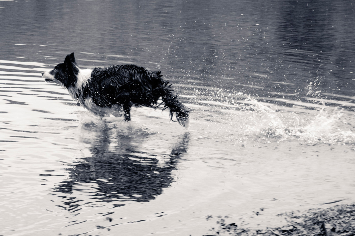hjorthmedh-lake-district-running-dog