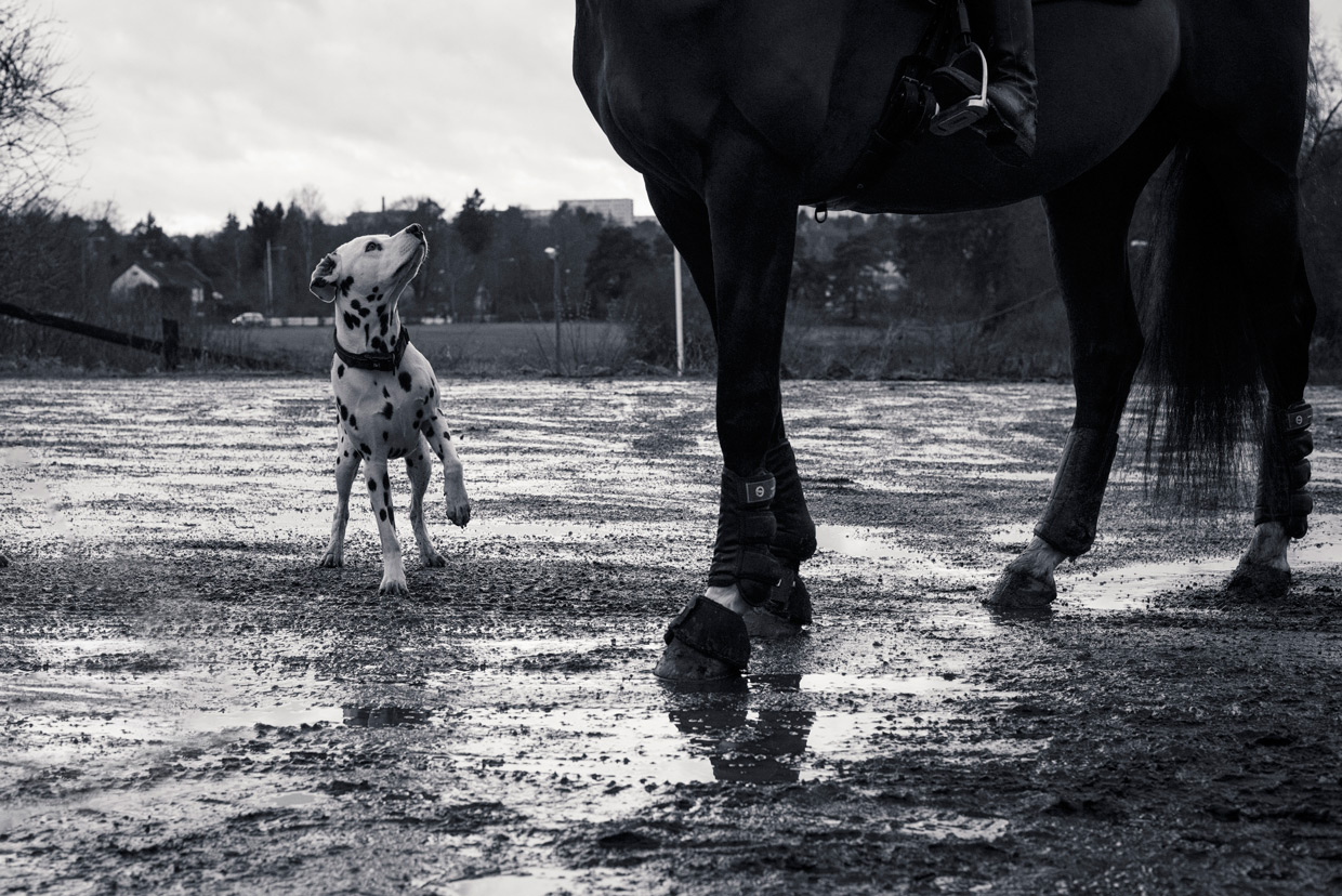 hjorthmedh-equestrian-cousin-attention-seeking-dog